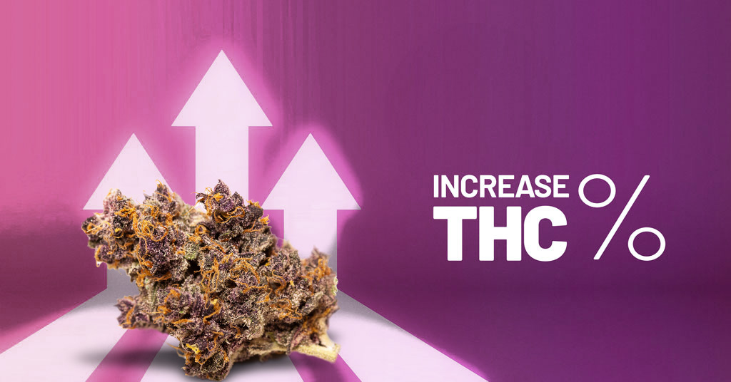 How-to-increase-your-thc-level-in-cannabis autoflower